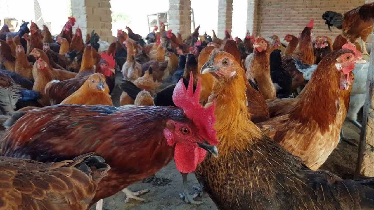 Business Idea:अब सिर्फ 400 रुपए में शुरू किया था यह बिज़नेस आज कमा रहे हैं लाखों रुपए महीन